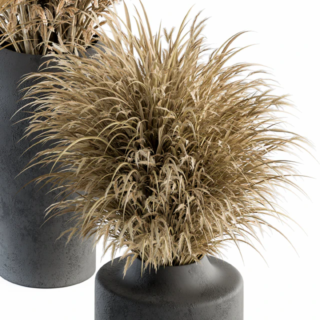 Dry plants 81 - Dried Plants Set — Descargar