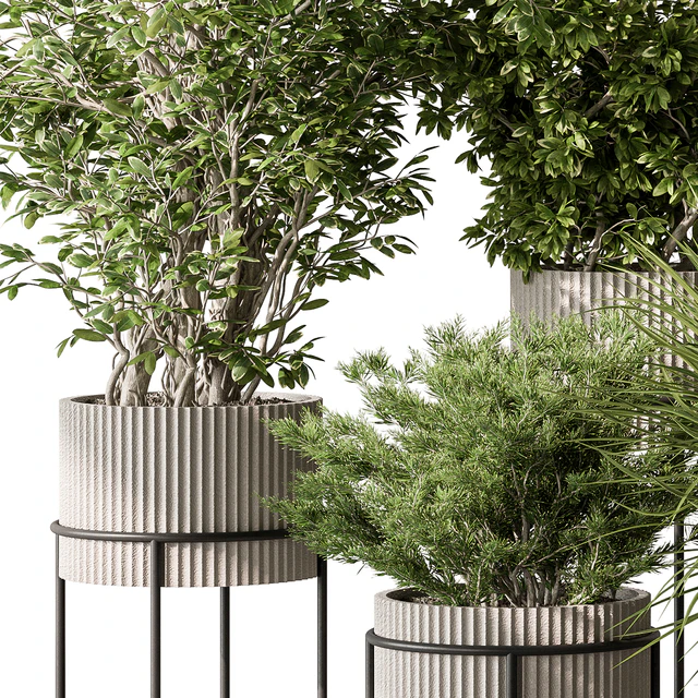 Indoor Plant 532 -Tree in Pot — Скачать