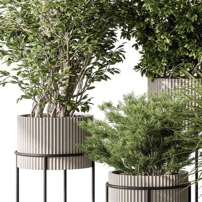 Indoor Plant 532 -Tree in Pot — Вид 5