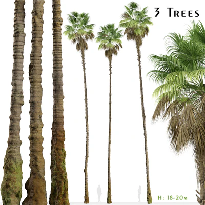 Set of Mexican fan palm Trees (Washingtonia robusta) (3 Trees) — Вид 1