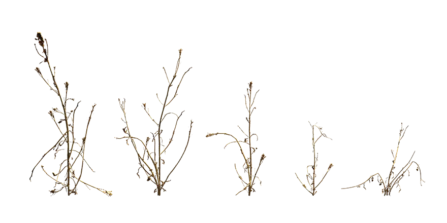 dead herb weed 001 — Скачать