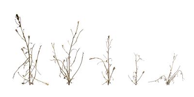 dead herb weed 001 — download