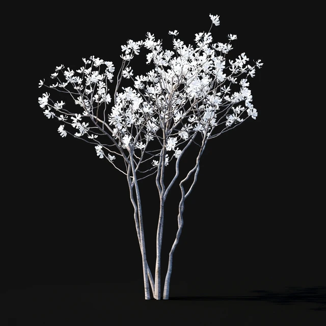 Магнолия звездчатая | Magnolia stellata flowering — Скачать