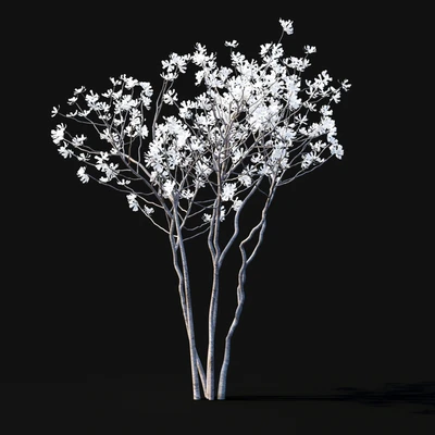 Магнолия звездчатая | Magnolia stellata flowering — Вид 5