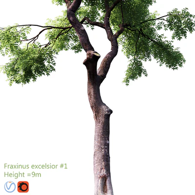 Fraxinus excelsior #1 — Вид 2