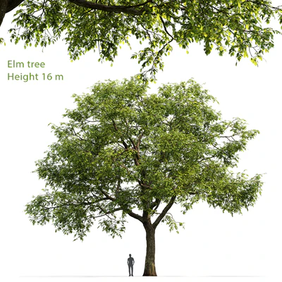 Ulmus — Вид 1