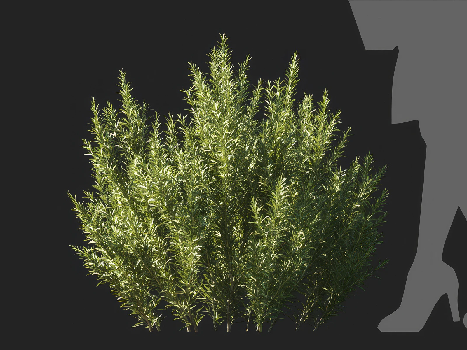 salvia rosmarinus 005 — Скачать