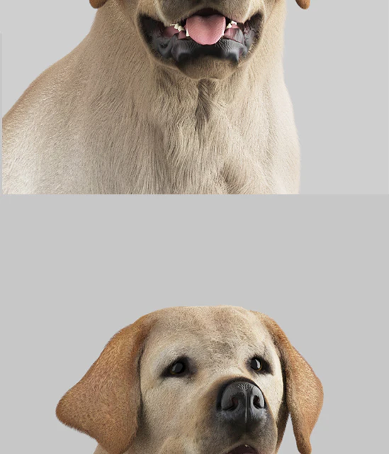 Labrador Retriever — Descargar