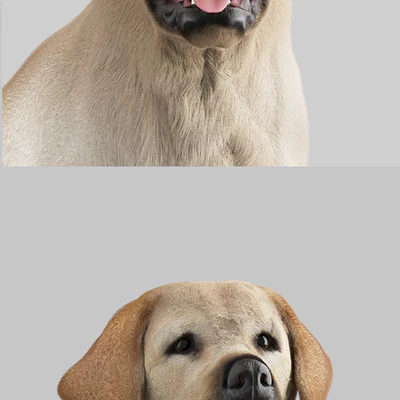 Labrador Retriever — Ver 3