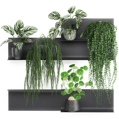 Vertical landscaping on a Black loft shelf with climbing plants, monstera, Dyschidia, Rhipsalis. Set 67. — Ver 1