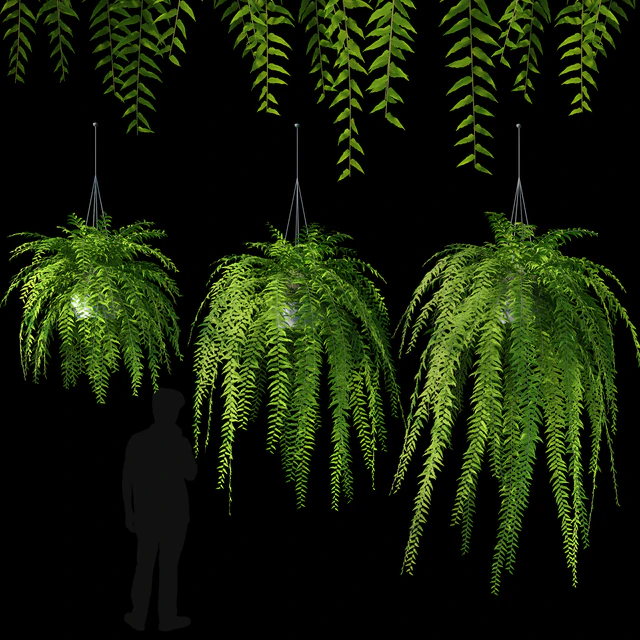 Hanging fern — Descargar