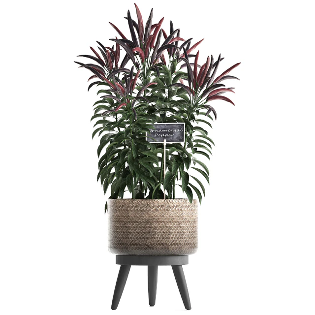 Plant Collection 424. Kitchen garden, basket, rattan, herbs, pepper, chili, vegetables, eco design, kitchen garden, nature decor — Descargar
