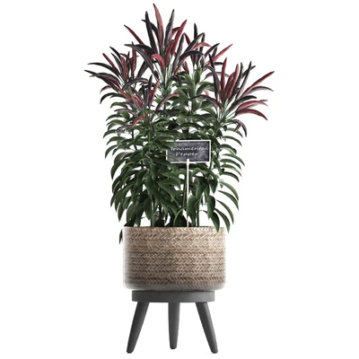 Plant Collection 424. Kitchen garden, basket, rattan, herbs, pepper, chili, vegetables, eco design, kitchen garden, nature decor — Ver 4