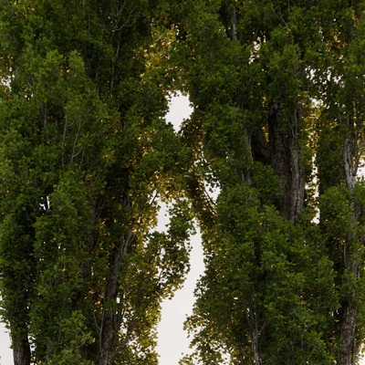 Тополь / Poplar / Populus #4 — Вид 4