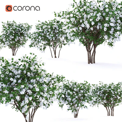 Philadelphus (shrub) — Ver 4