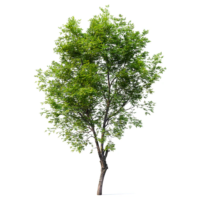 Fraxinus excelsior 02 — Descargar