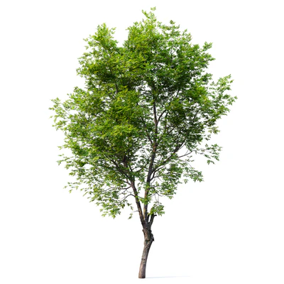 Fraxinus excelsior 02 — Ver 5