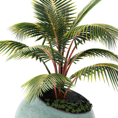 Palm tree, small coconut tree, round pot, flowerpot, outdoor — Ver 3