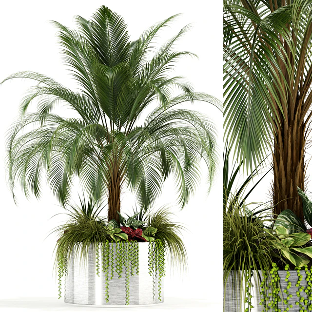 Plants collection 104 — Descargar