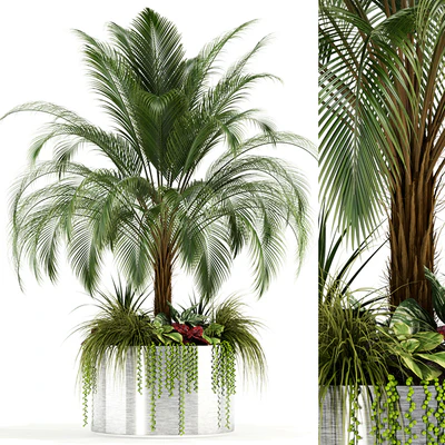 Plants collection 104 — Ver 1