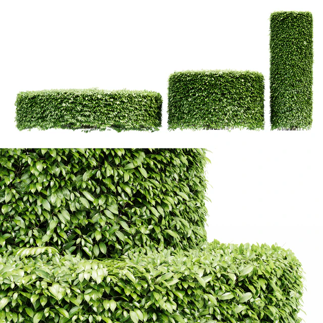 Dwarf Yaupon Holly - Cylinder plant — Descargar