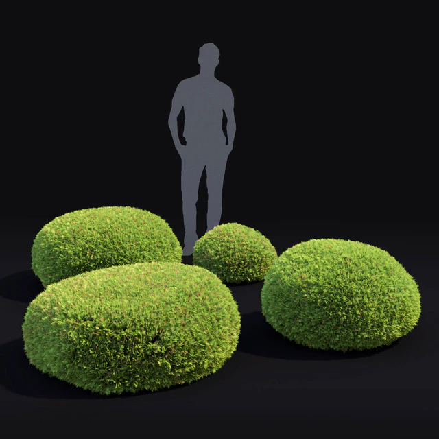Juniperus Globe — Скачать