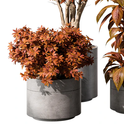 indoor Plant 463 - Tree and Bush — Вид 6