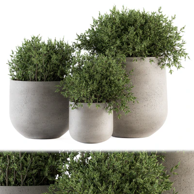 Outdoor Plants tree in Concrete pot - Set 125 — Вид 1