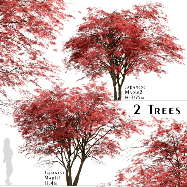 Set of Japanese Maple Trees (Acer Palmatum) (2 Trees) — Descargar