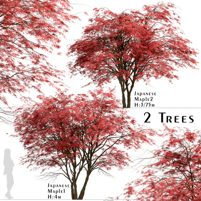 Set of Japanese Maple Trees (Acer Palmatum) (2 Trees) — Ver 1