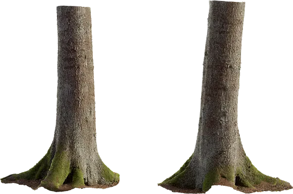 spruce tree trunk 007 — Скачать