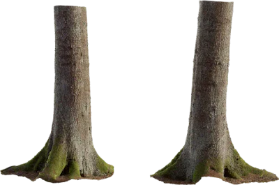 spruce tree trunk 007 — Скачать