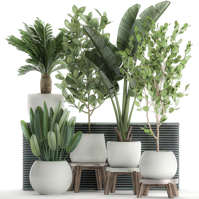 Collection of plants in white pots with a tree, Strelitzia, Cicada, banana palm, ficus. Set 626. — Descargar