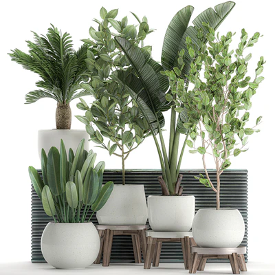 Collection of plants in white pots with a tree, Strelitzia, Cicada, banana palm, ficus. Set 626. — Ver 1