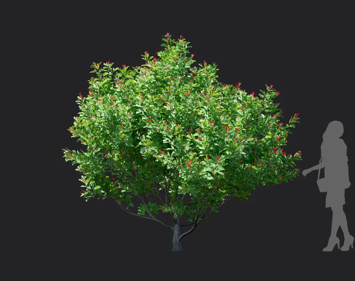 jatropha integerrima 002 — Скачать