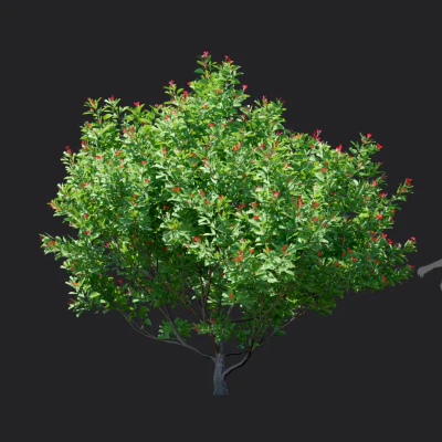 jatropha integerrima 002 — Скачать