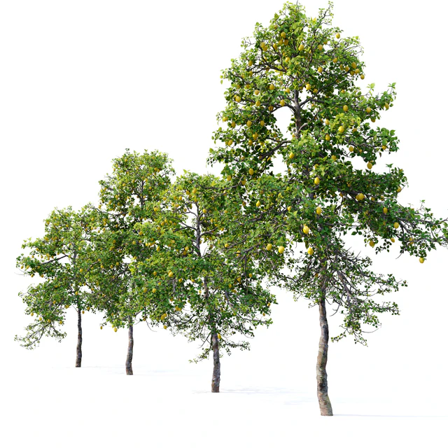 Lemon tree — Скачать