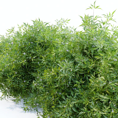 Bush 4 — Вид 4