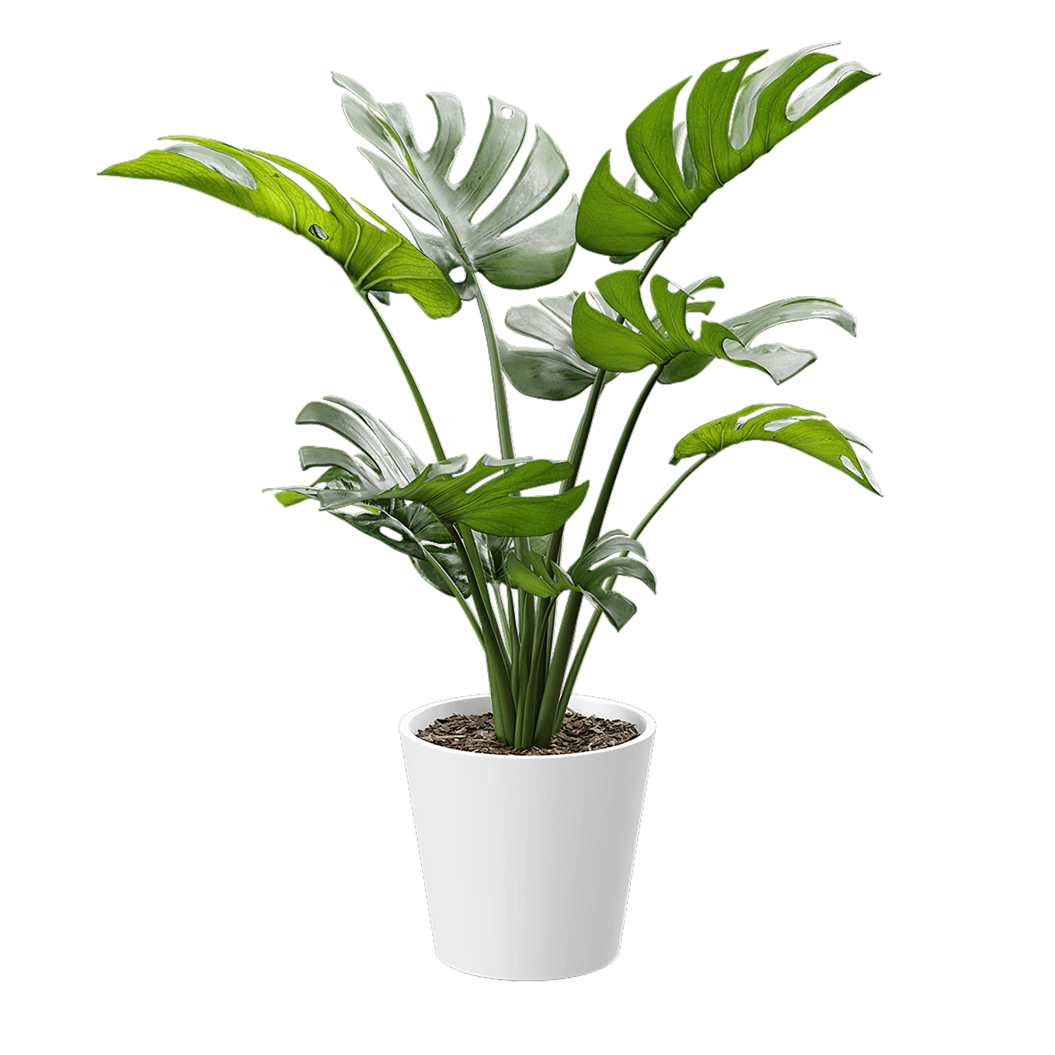 plant monstera 001 — Скачать