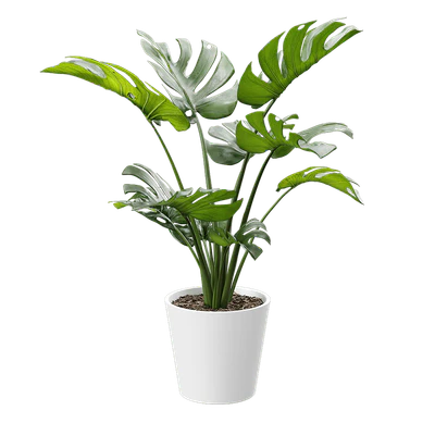 plant monstera 001 — Скачать