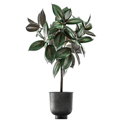 Collection of decorative small trees in black pots Ficus Abidjan, robusta, elastica. Set 848. — Ver 4