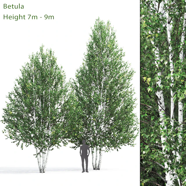 Birch — Скачать