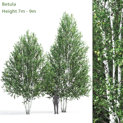 Birch — Вид 1