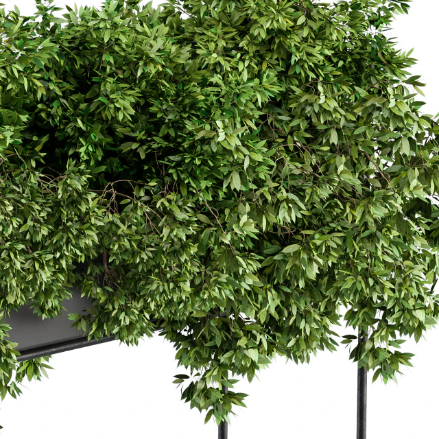 Black Box Plants on stand - Set 80 — Descargar