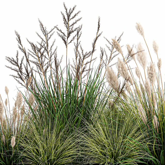 Collection of plants in a pot with pampas grass, reeds, flowerbed, bushes, landscaping. Set 1076. — Descargar