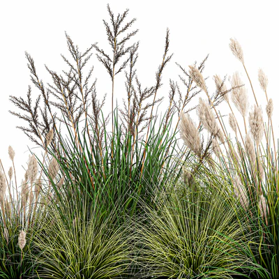 Collection of plants in a pot with pampas grass, reeds, flowerbed, bushes, landscaping. Set 1076. — Ver 6