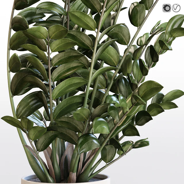 Angular flowerpot Zamiokulkas in a white vase — Descargar