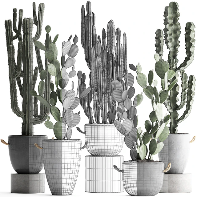 Plant Collection cactus 386. Concrete, Cereus, Opuntia, pot, flowerpot, indoor plants, Prickly pear, outdoor, desert plants, cactus — Descargar
