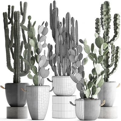 Plant Collection cactus 386. Concrete, Cereus, Opuntia, pot, flowerpot, indoor plants, Prickly pear, outdoor, desert plants, cactus — Ver 3