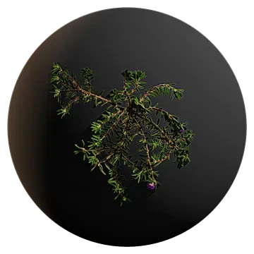 green weed vines 003 — Descargar